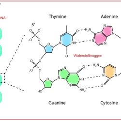 Adenine cytokinins