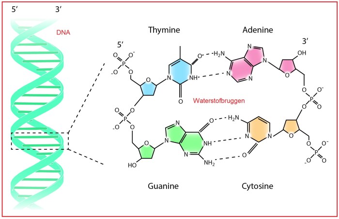 Adenine cytokinins