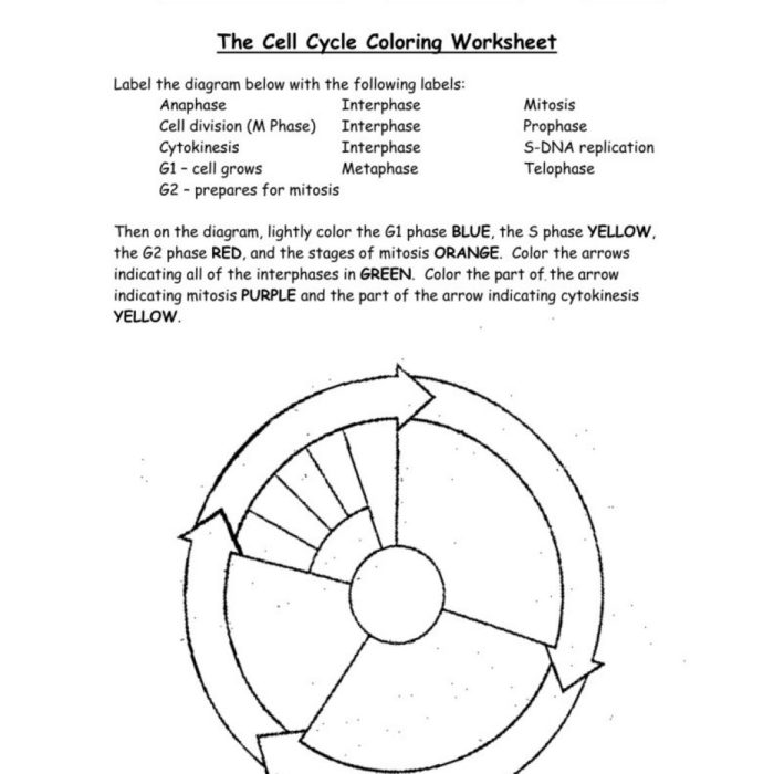 The cell cycle coloring worksheet answers