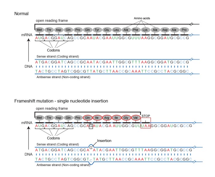 Dna mutation simulation answer key pdf