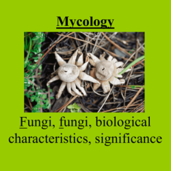 Place the statements regarding fungi into the appropriate columns.