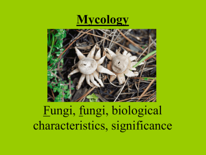 Place the statements regarding fungi into the appropriate columns.