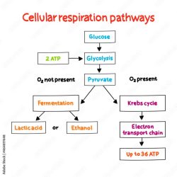 Respiration cellular concept map organizer graphic