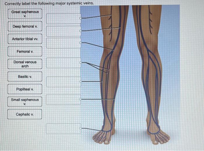 Correctly label the following major systemic veins