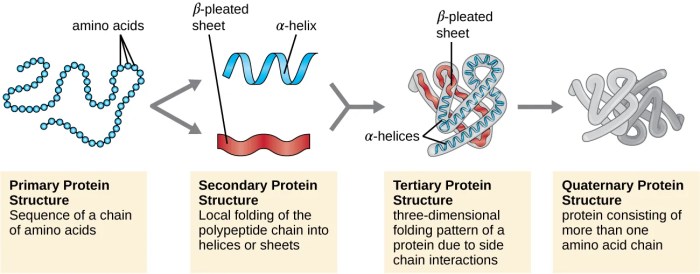 Select the true statements about protein secondary structure