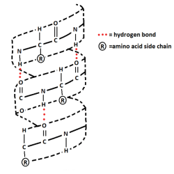 Helices pleated versus