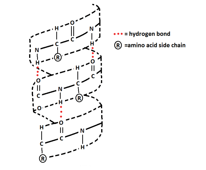 Helices pleated versus