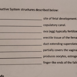 Duct extending superolaterally from the uterus