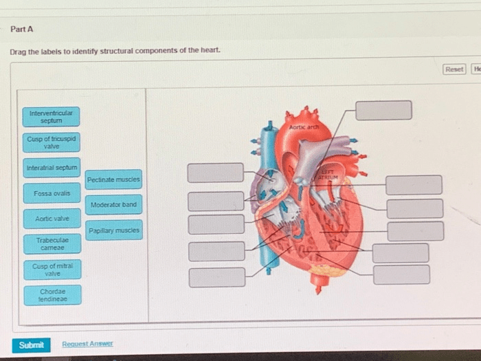 Drag the labels to identify structural components of the heart