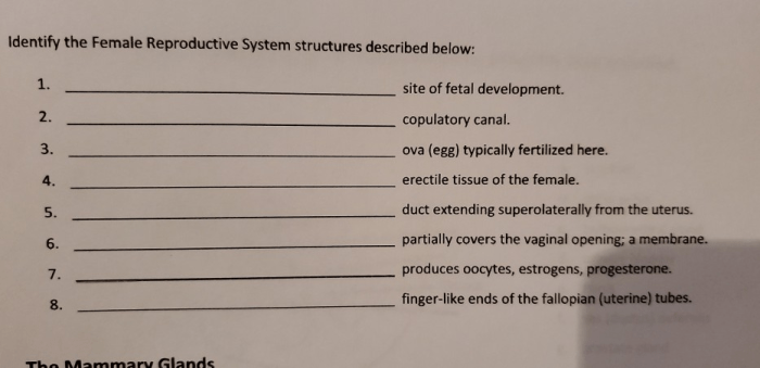 Duct extending superolaterally from the uterus