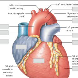 Drag the labels to identify structural components of the heart