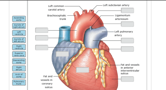 Drag the labels to identify structural components of the heart